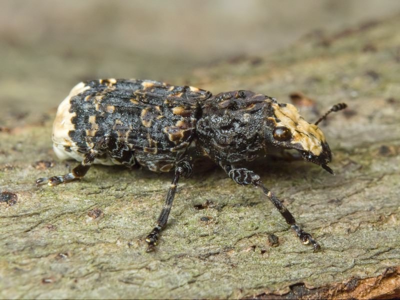 Platyrhinus resinosus (Scopoli, 1763)